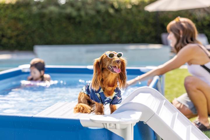 PET Intex
