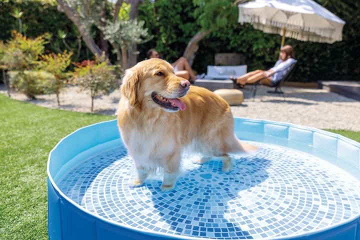 PET Intex