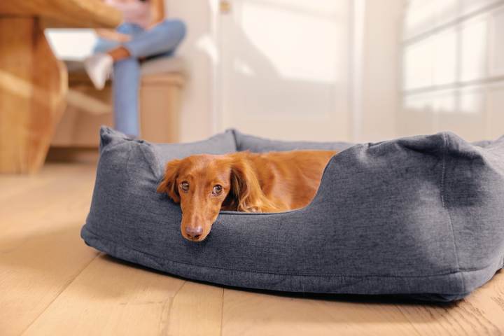 PET Intex